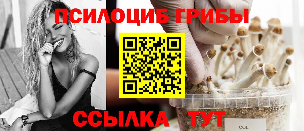 Галлюциногенные грибы Cubensis Осинники